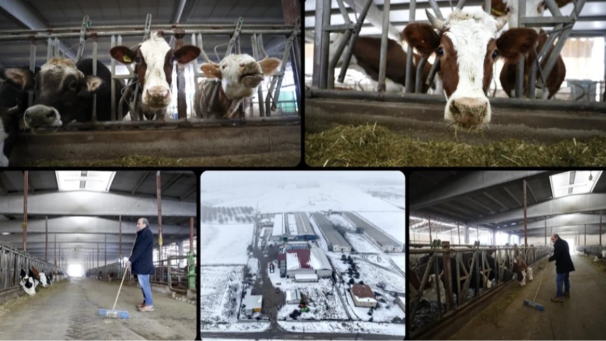 Depremde hayvanları telef olan besici devlet desteğiyle &uuml;retime devam etti