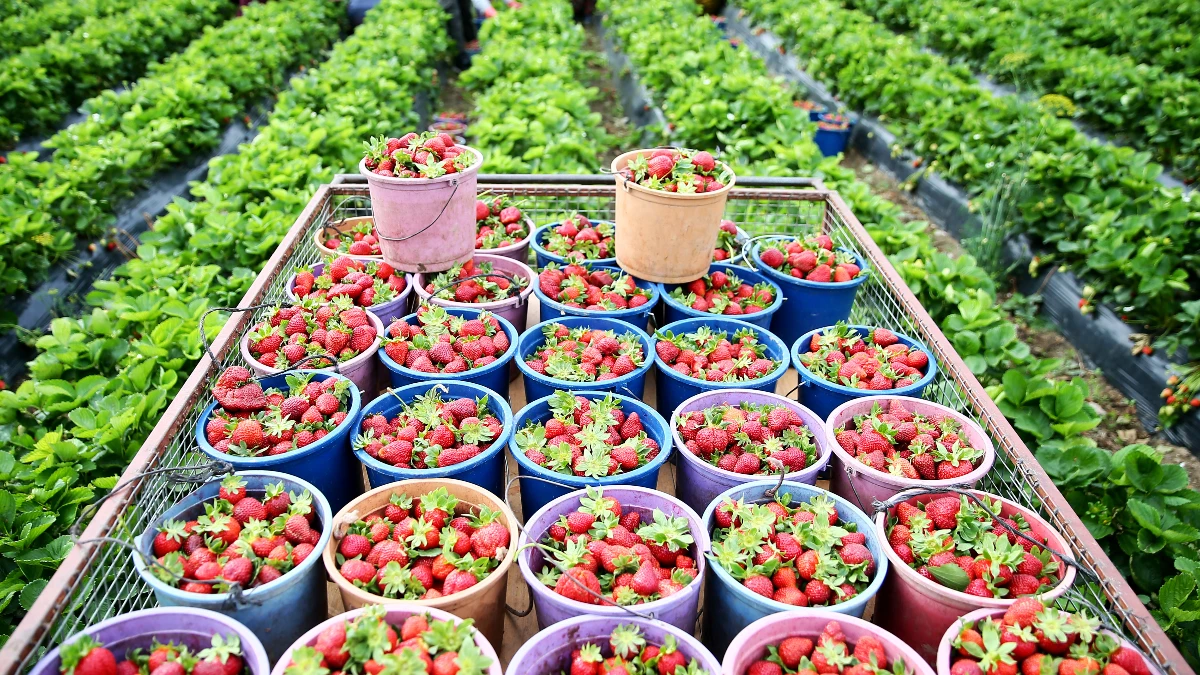 Gıda enflasyonunda &ccedil;&ouml;z&uuml;m &lsquo;altın &uuml;&ccedil;gen&rsquo; modelinde