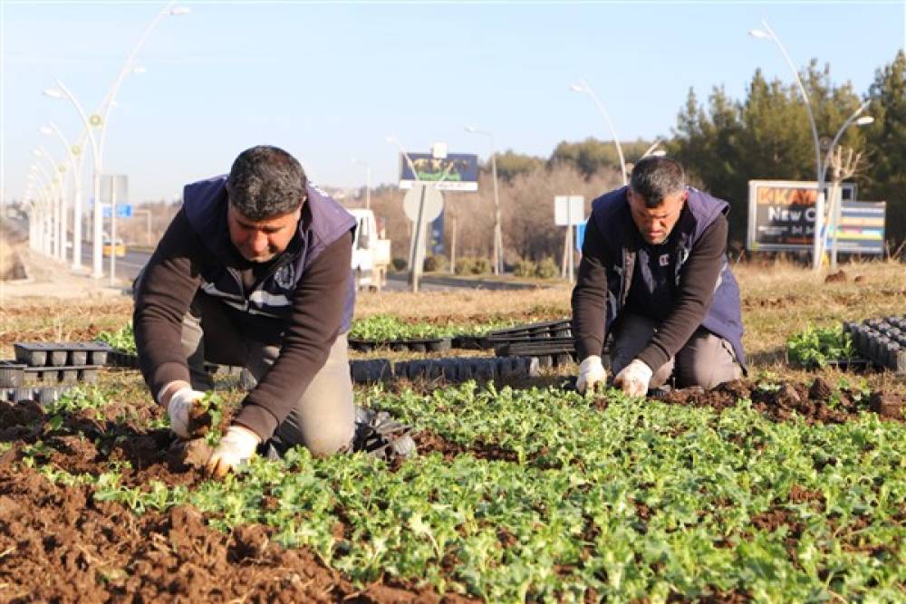 Diyarbakır’da çiçeklendirme çalışmaları sürüyor