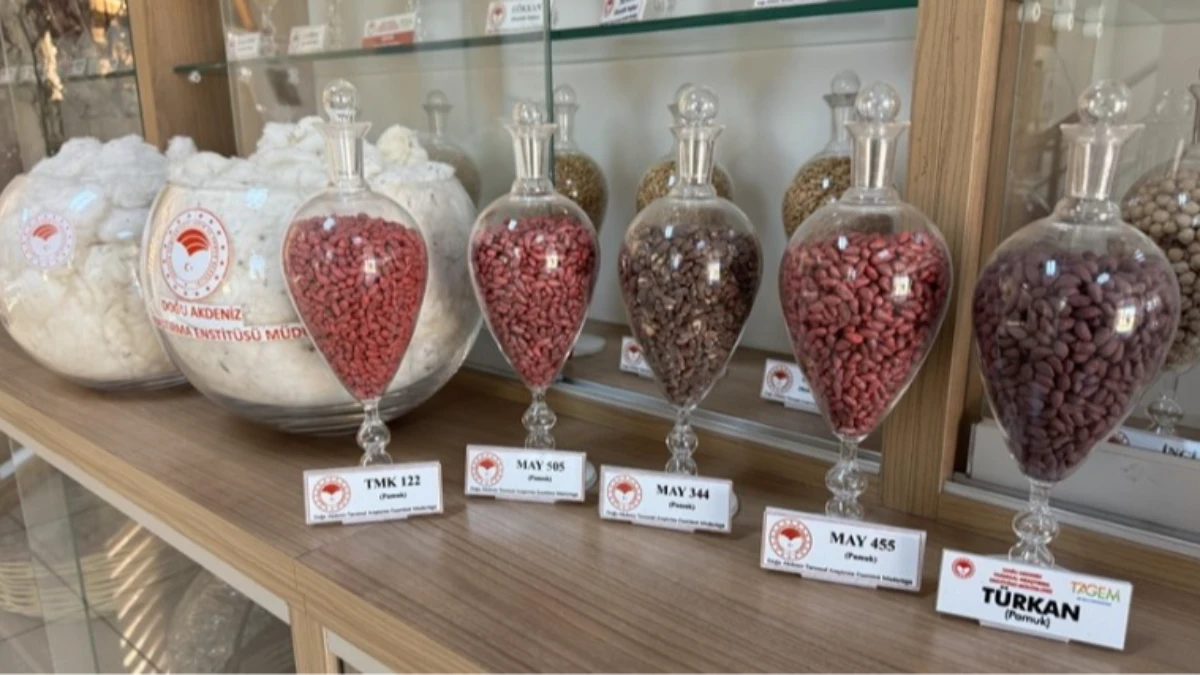 Adana&rsquo;da geliştirilen yerli tohumlar 13 &uuml;lkeye ihra&ccedil; ediliyor!