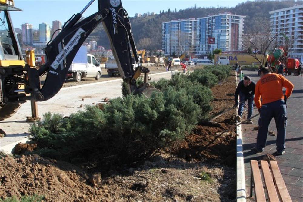 Giresun Belediyesi, ağaçlandırma ve çiçeklendirme çalışması yapıyor 