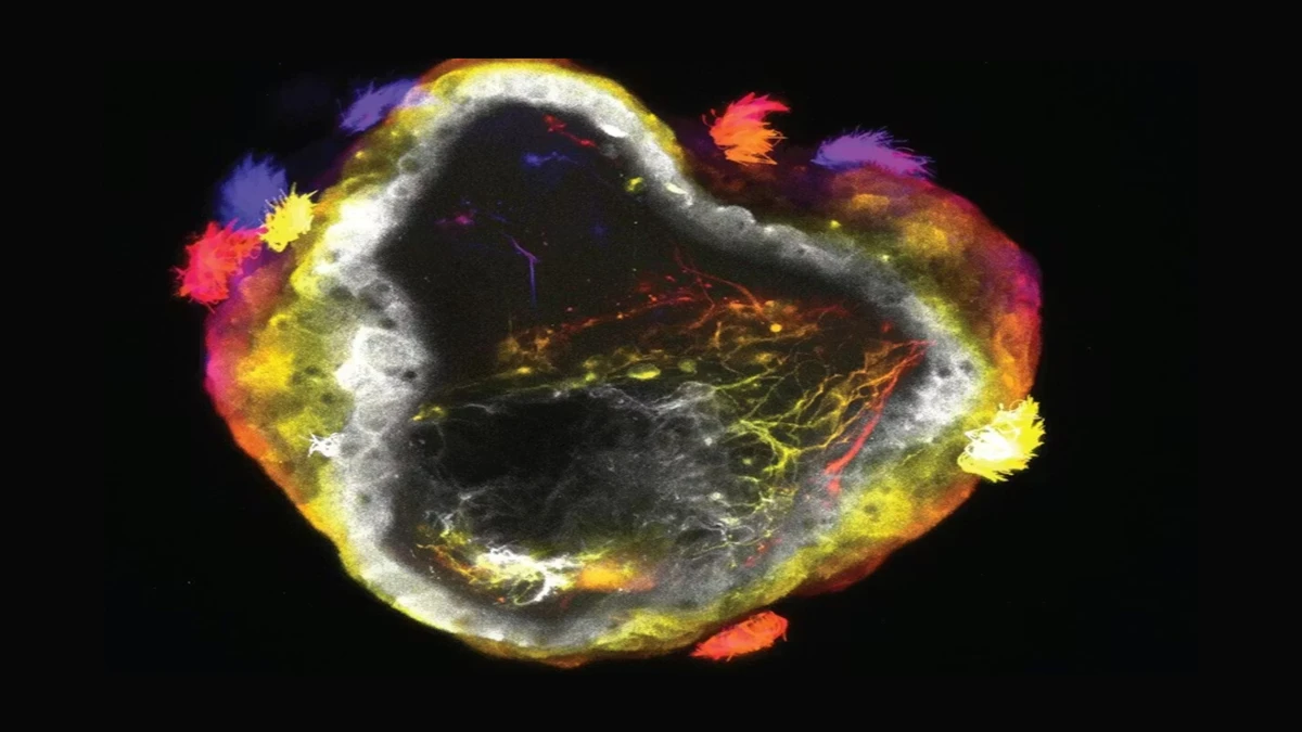 Biyoteknolojide yeni &ccedil;ağ: Sinir sistemli n&ouml;robotlar geliştirildi