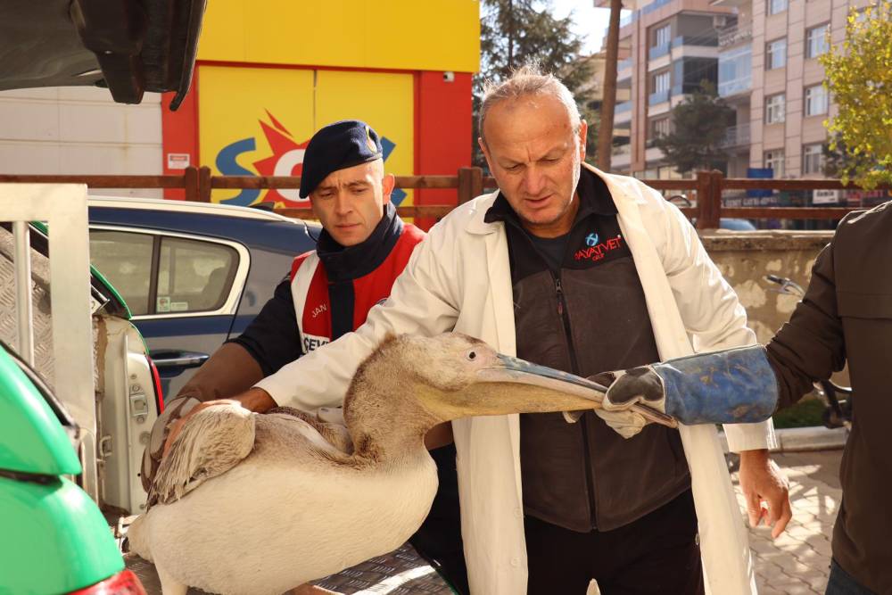 HAYDİ ekipleri tarafından yaralı bulunan pelikan, tedavi sonrası doğaya bırakıldı