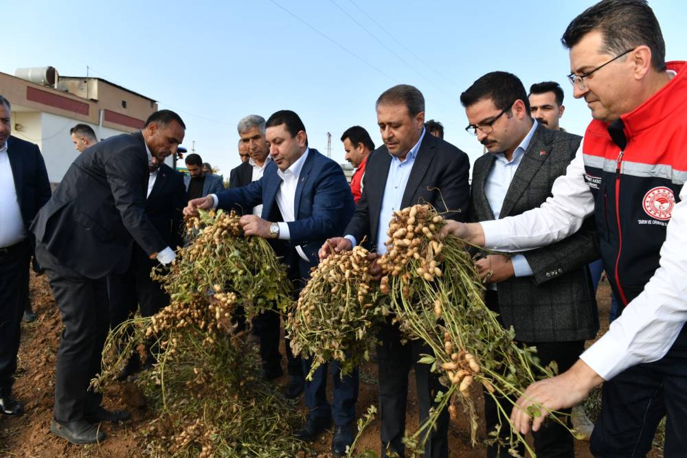 Vali Şıldak, yer fıstığı hasadına katıldı