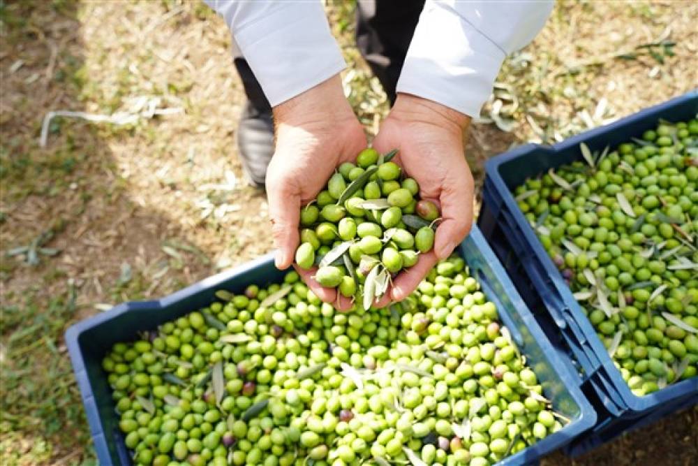 Orhangazi, 46. Zeytin Festivali’ne hazırlanıyor