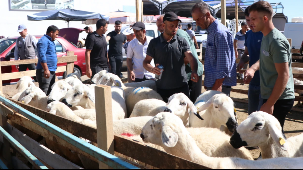 Kurban i&ccedil;in tedbirler erkenden alındı: Kurbanlıklar 11 Mayıs'ta geliyor