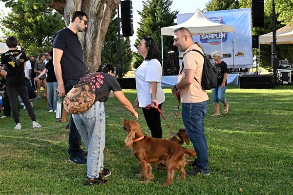 Muratpaşa'da sahiplendirilmek üzere bekleyen hayvanlar yuvalarına kavuştu