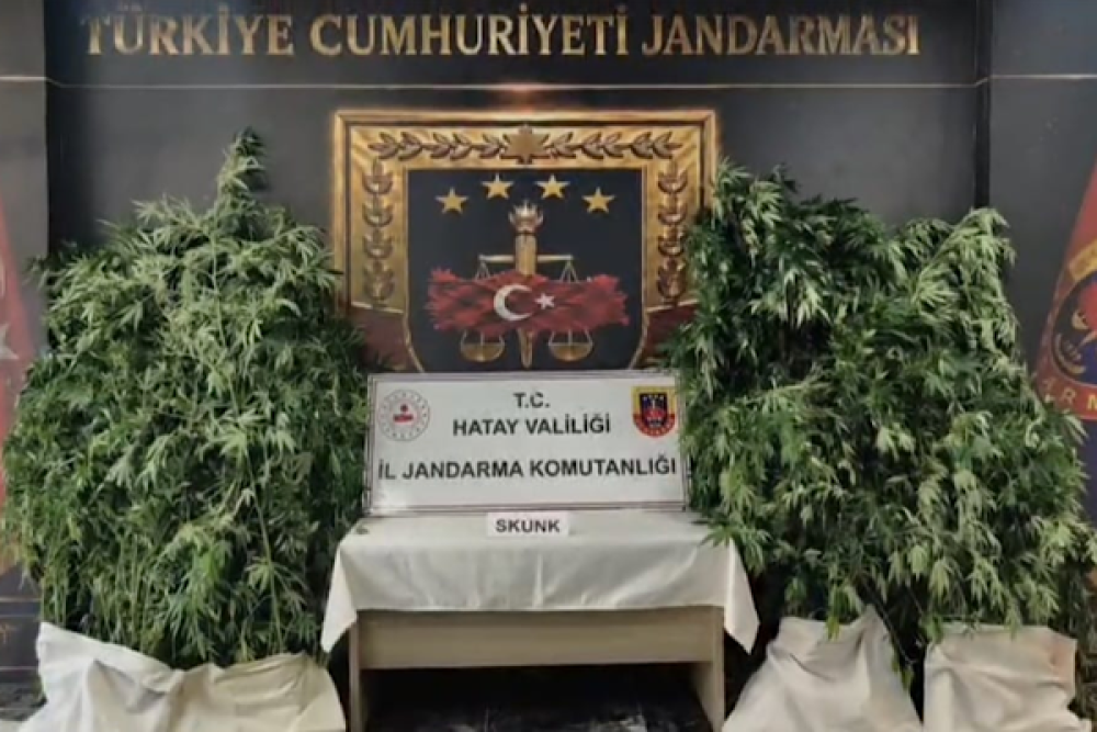 Hatay&rsquo;da uyuşturucu operasyonunda 371 k&ouml;k kenevir ele ge&ccedil;irildi