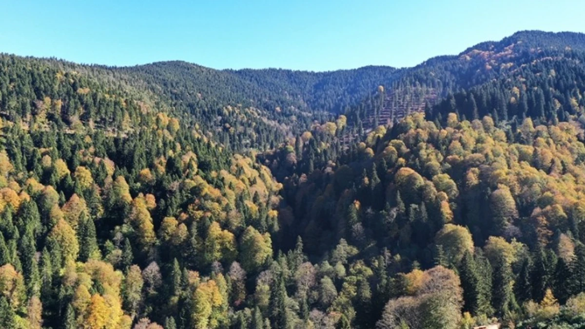 738 bin hektarlık alanda bakım ve gen&ccedil;leştirme &ccedil;alışması yapıldı! Ormanların bakımı i&ccedil;in 2,3 milyar lira harcandı