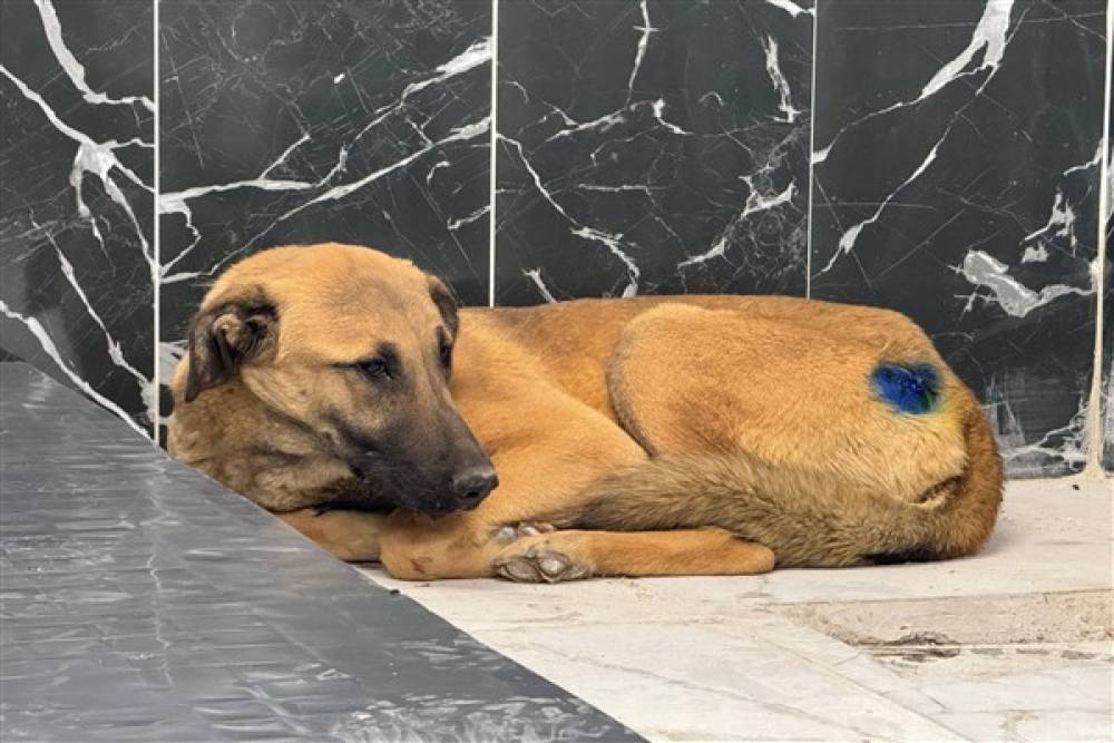 Kayseri'de yaralı köpek sağlığına kavuştu