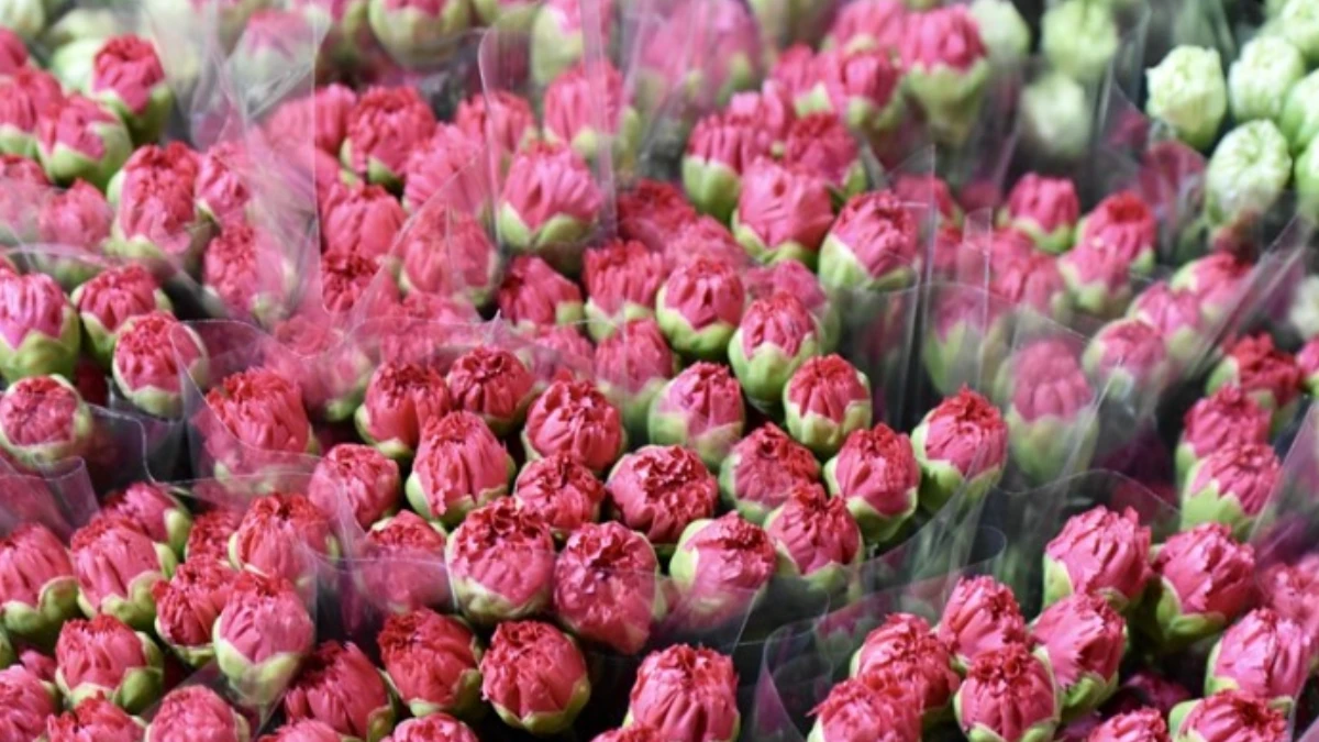 &Ccedil;i&ccedil;ek &uuml;reticileri İngiltere'deki Anneler G&uuml;n&uuml; i&ccedil;in yoğun mesaide