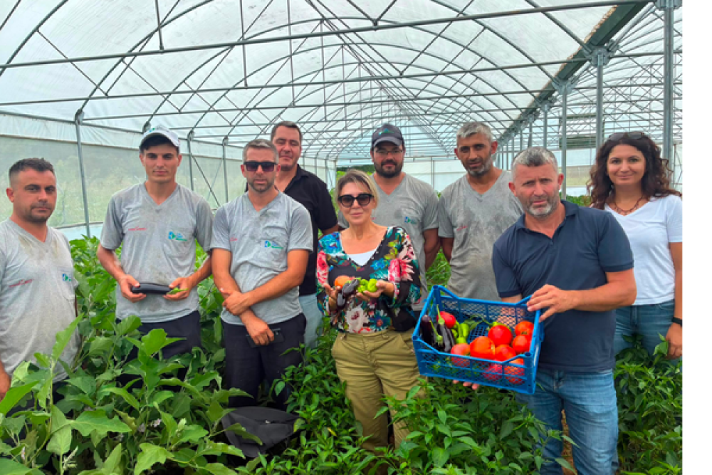 İzmit'te tarımsal &uuml;retim alanlarında hasat &ccedil;alışmaları s&uuml;r&uuml;yor
