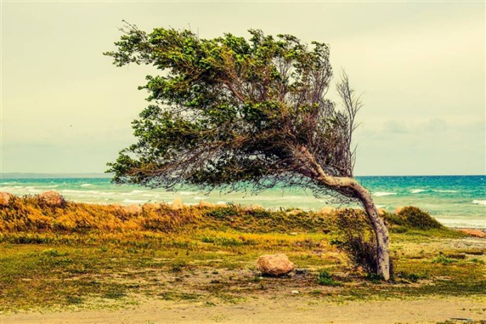 Orta ve Doğu Karadeniz&rsquo;de kuvvetli r&uuml;zgar ve fırtına bekleniyor
