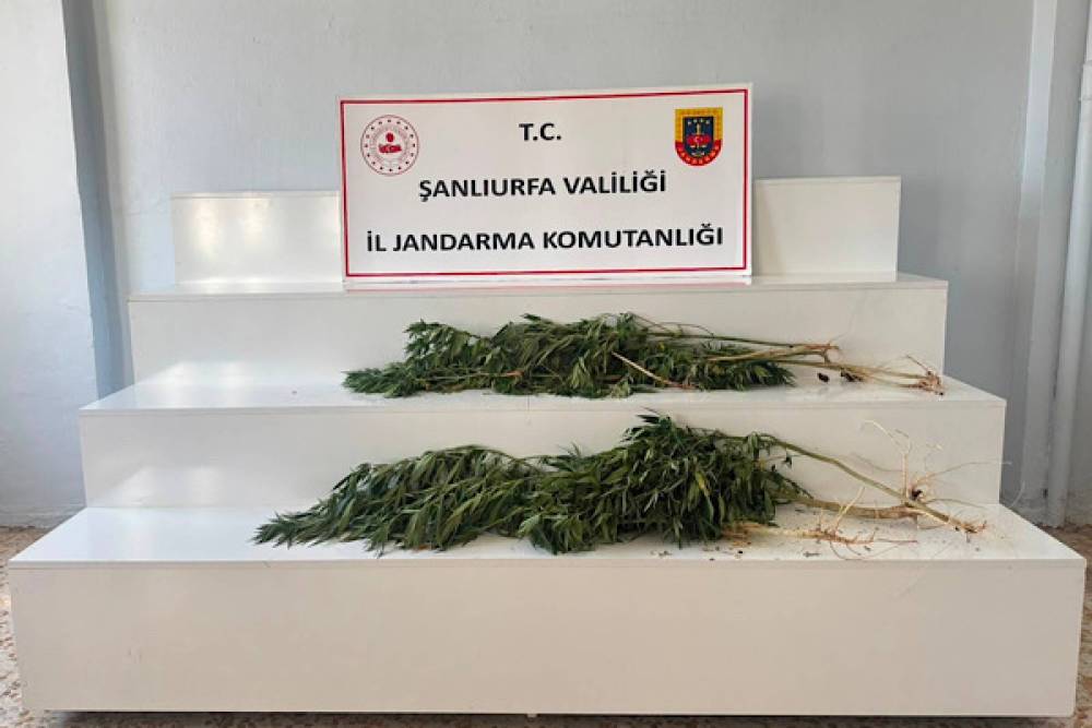 Viranşehir&rsquo;de kenevir operasyonu