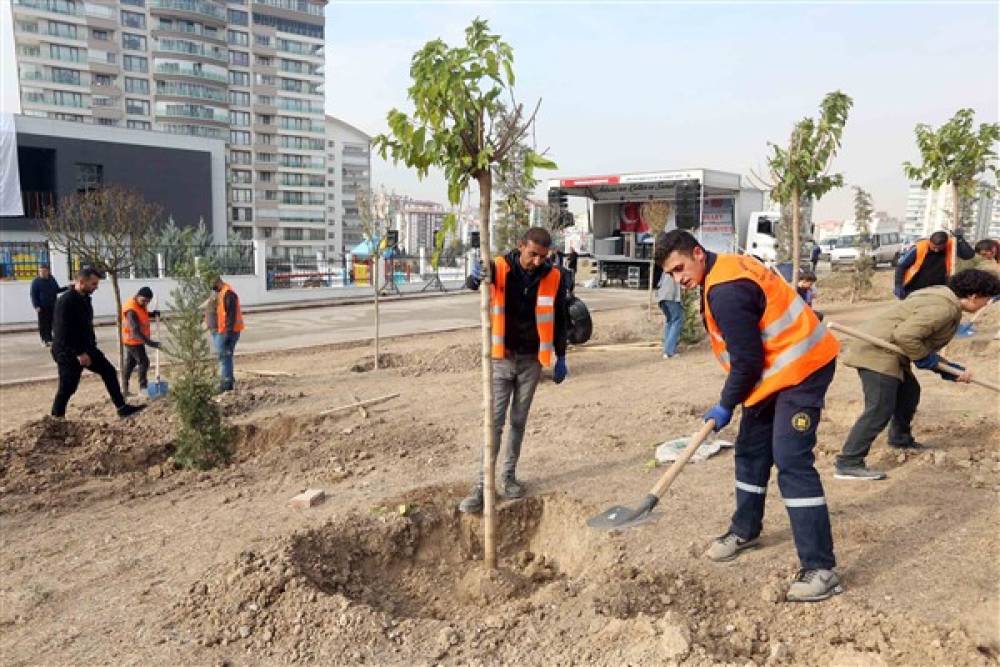 Yenimahalle’de yüzlerce ağaç toprakla buluştu