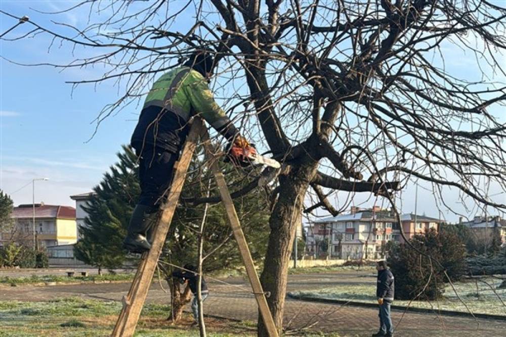 Yalova'da ağaç bakım çalışmaları sürdürülüyor