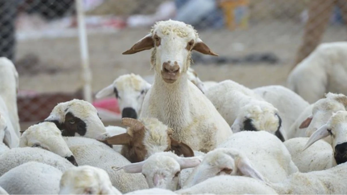 TİGEM 120 reforme k&uuml;&ccedil;&uuml;kbaş hayvan satacak