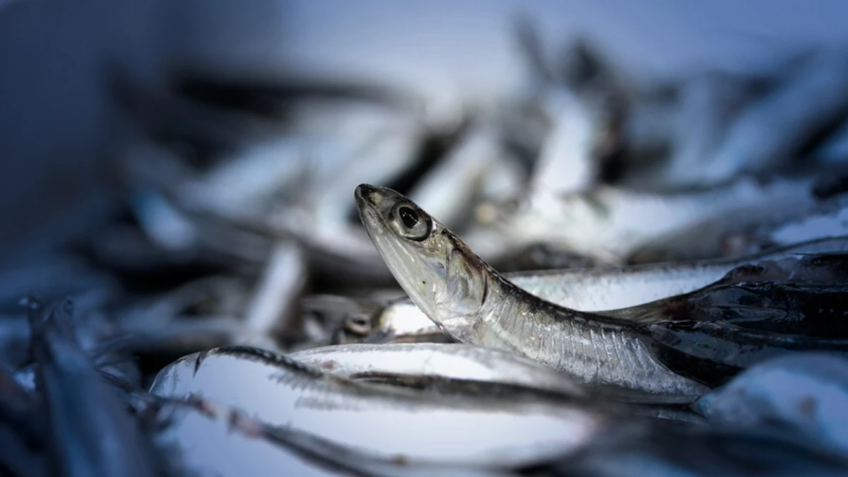 Martta İstanbul'da balık satış hacmi 4 bin 231 tona ulaştı