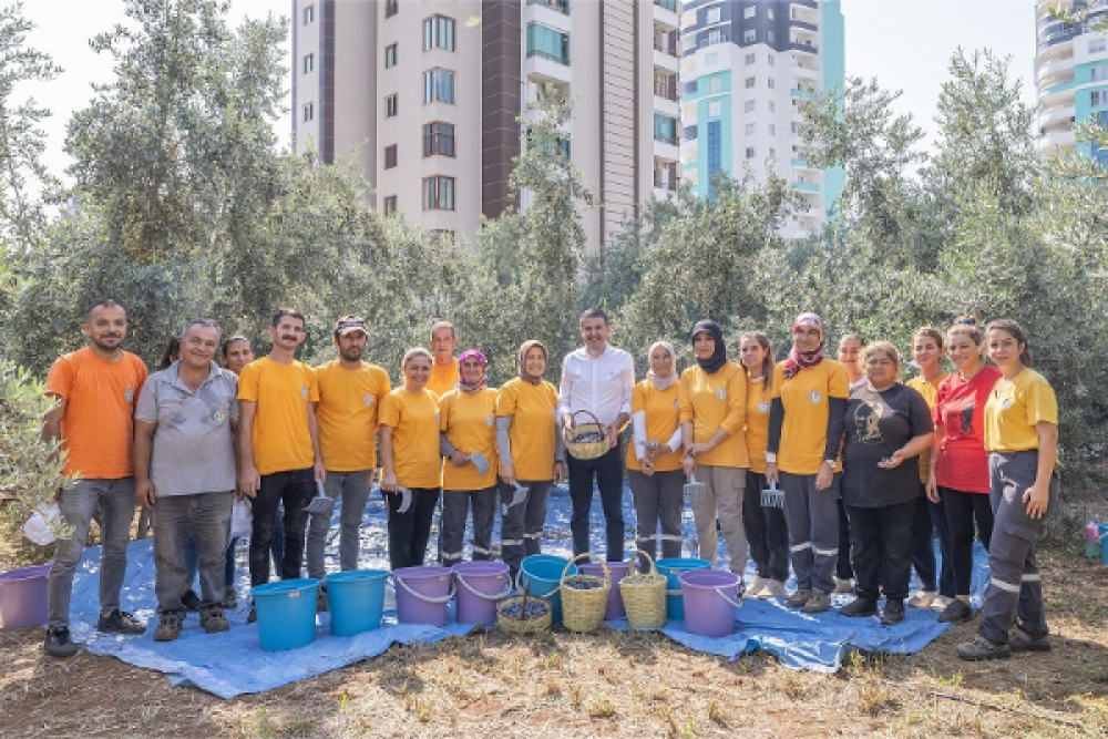 Mezitli'de zeytin hasadı, kız çocuklarına eğitim desteği sağlayacak