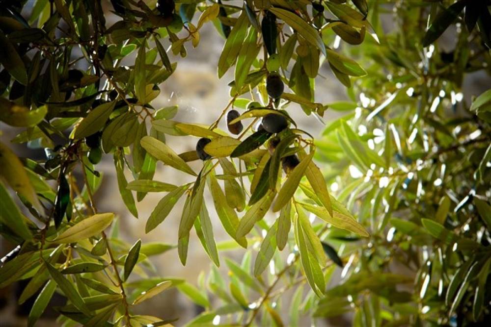 Kudüs ve Ramallah'taki diplomatik misyonlardan zeytin hasadı açıklaması