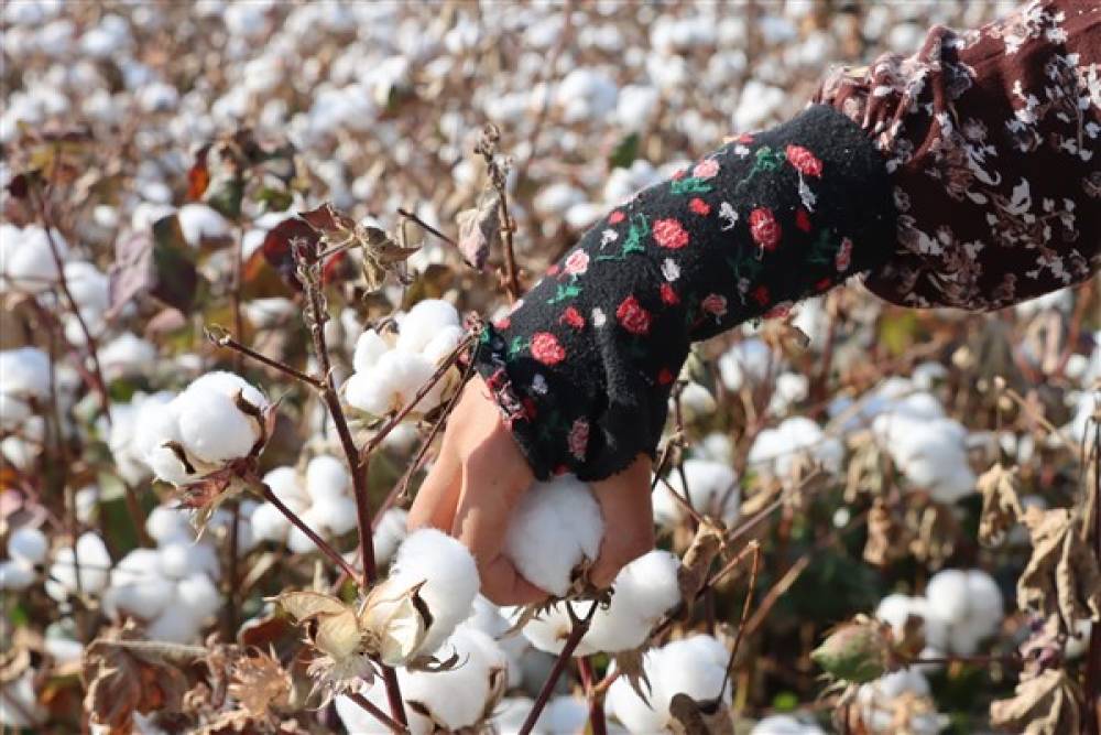 Şanlıurfa’da 2. ürün pamuğun hasadı başladı