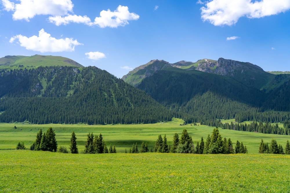 Xinjiang’da bu yıl 80 bin hektar alan ağaçlandırılacak 