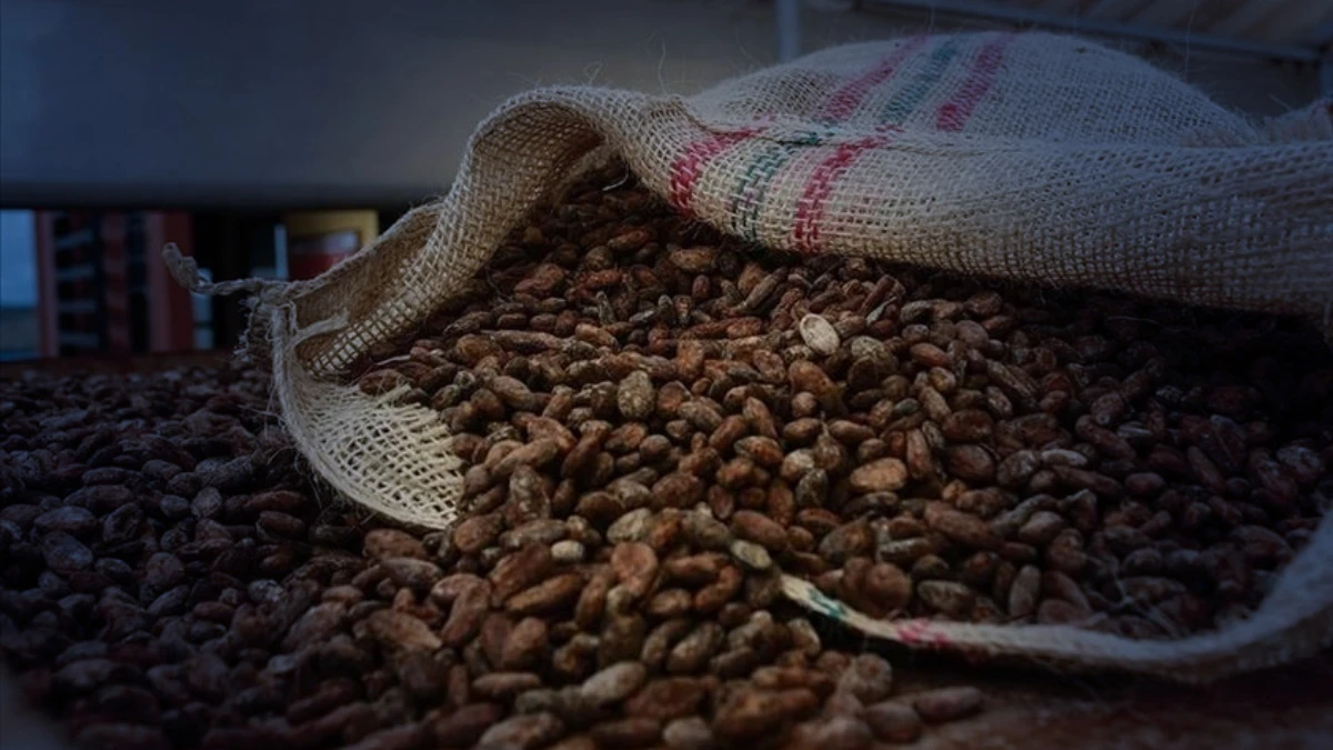 İhracat 5 yılda ikiye katlandı: T&uuml;rkiye kakaodan 1,7 milyar dolar kazandı
