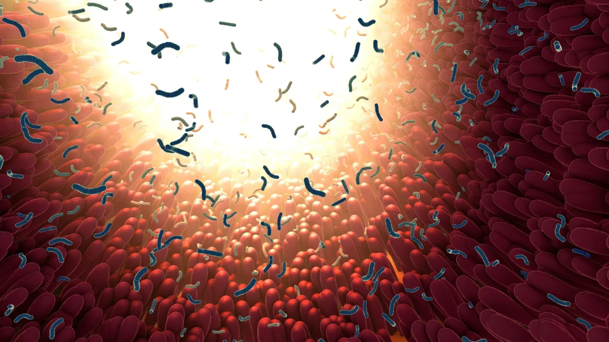 Tehlikeli bakterileri yakalayıp &ouml;ld&uuml;ren bir bağırsak proteini keşfedildi