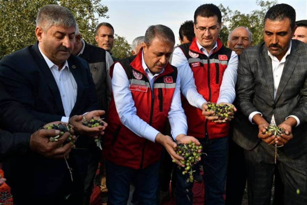  Şanlıurfa Valisi Şıldak, zeytin hasadına katıldı