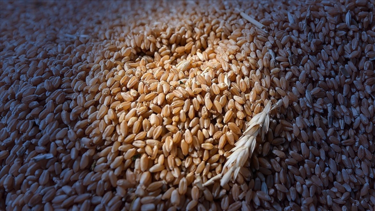 Tohum sertifikasyonu i&ccedil;in yeni adım: Tohumluk y&ouml;netim sistemi kuruluyor