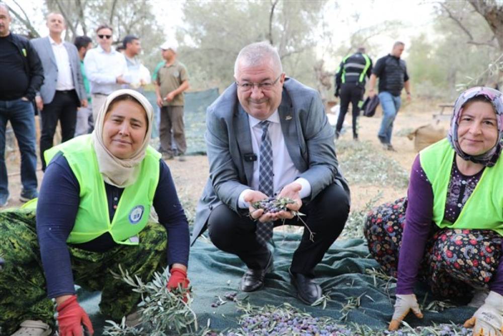 Edremit’te zeytin hasadı başladı