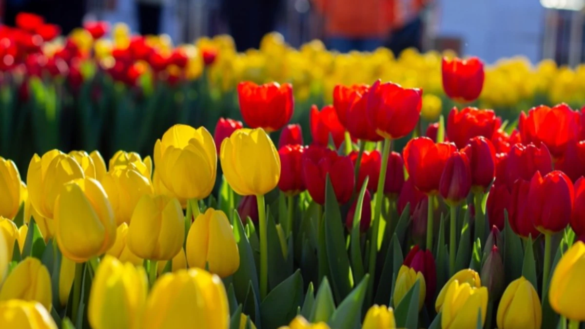 Hollanda'da Ulusal Lale G&uuml;n&uuml; etkinliği yapıldı