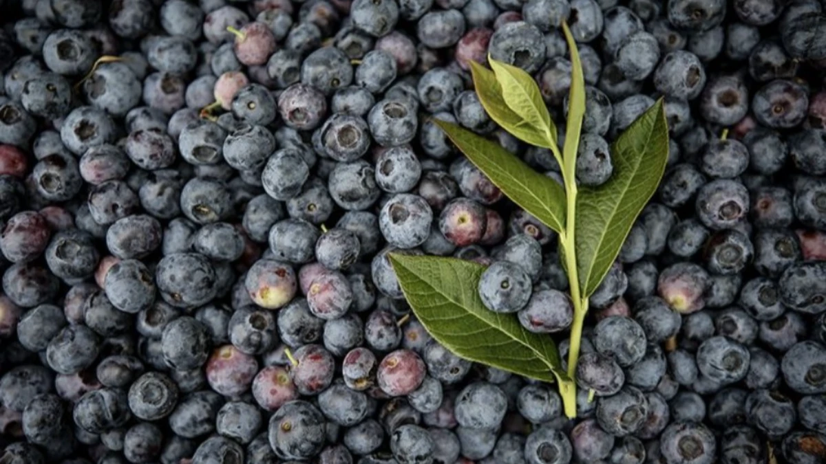 Kurutulmuş yaban mersini faydaları neler? Bağışıklığı g&uuml;&ccedil;lendiren doğal antioksidan deposu