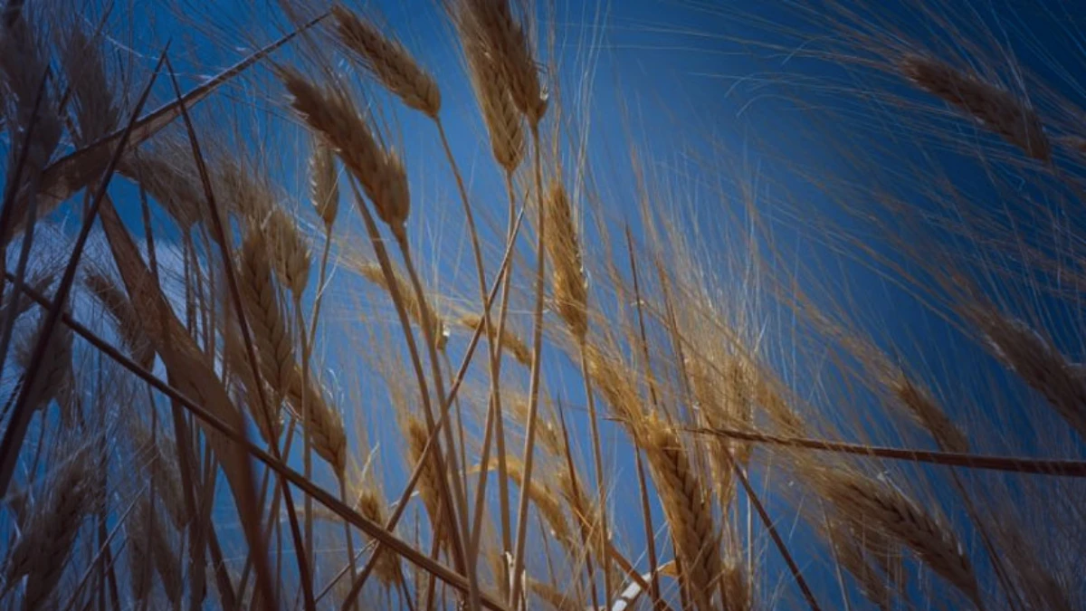 Hububatta y&uuml;z g&uuml;ld&uuml;ren tablo: T&uuml;rkiye genelinde y&uuml;ksek rekolte beklentisi