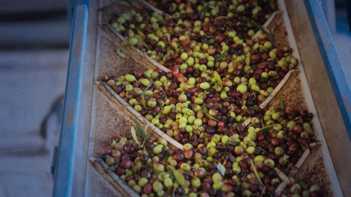 Uluslararası Zeytin Konseyi raporu: T&uuml;rkiye zeytinyağında k&uuml;resel pazarda yeni g&uuml;&ccedil;