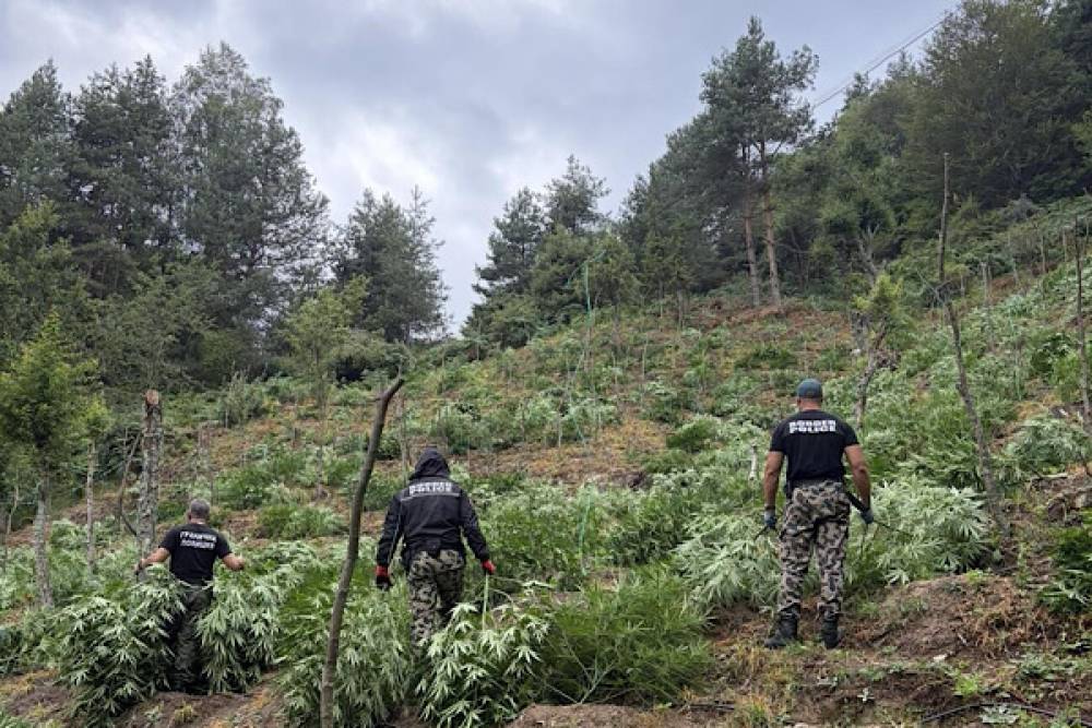 Bulgaristan'da 3 tondan fazla esrar bitkisi ele ge&ccedil;irildi