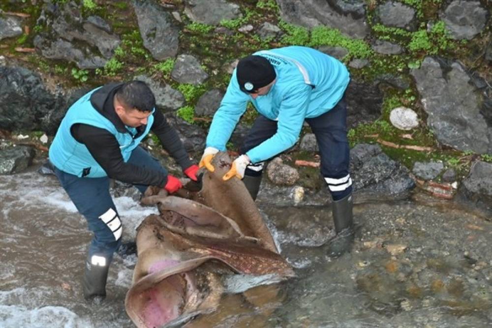 Manisa Çaybaşı Deresi'nde temizlik çalışmaları gerçekleştiriliyor