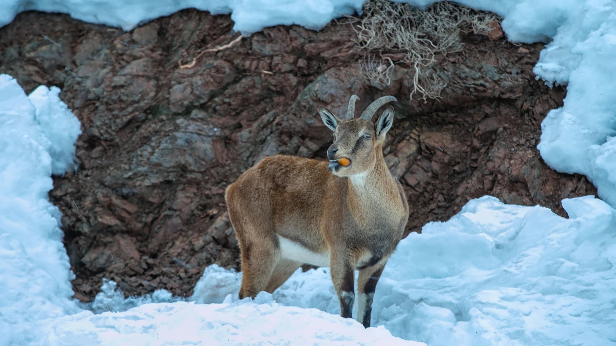 Adıyaman&rsquo;da kar nedeniyle dağ ke&ccedil;ileri i&ccedil;in yem bırakıldı