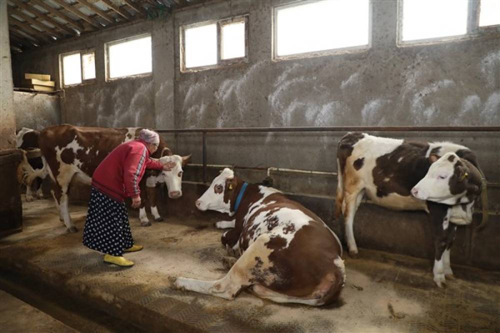 Ordu Büyükşehir'den besicilere destek