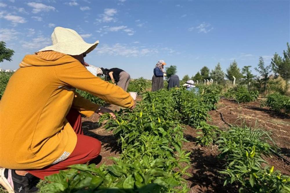 Kayapınar&rsquo;da Kadın Kom&uuml;n Kent Bostanı&rsquo;nda ilk hasat yapıldı