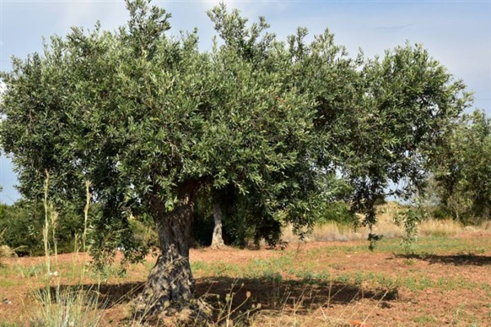 Mardin'de Derik zeytini hasadı başladı