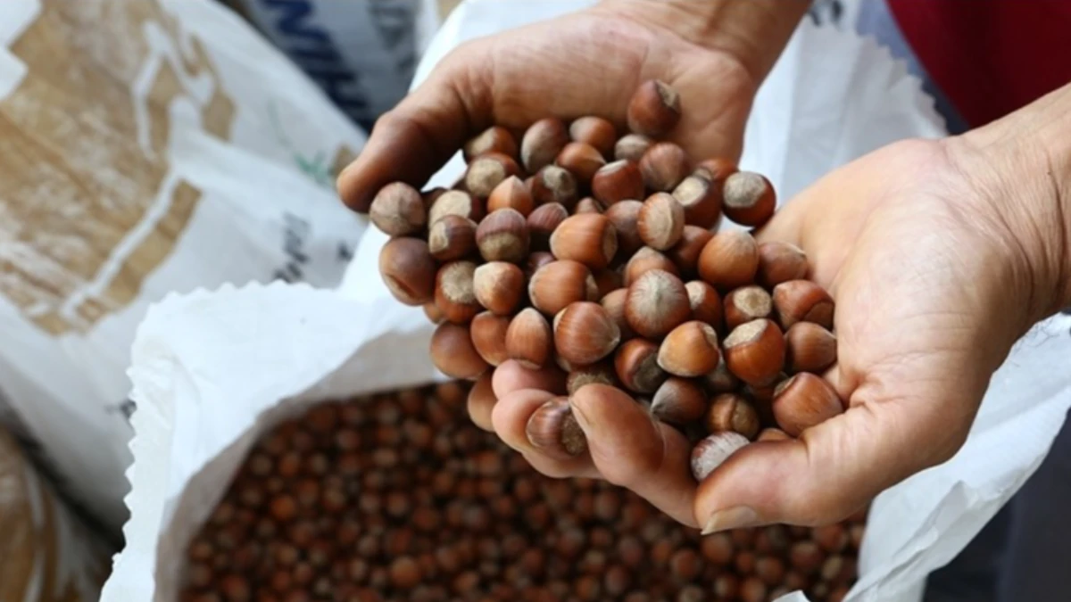 Fındıkta verim i&ccedil;in yeni yollar aranıyor! İlk &ccedil;alışma başladı
