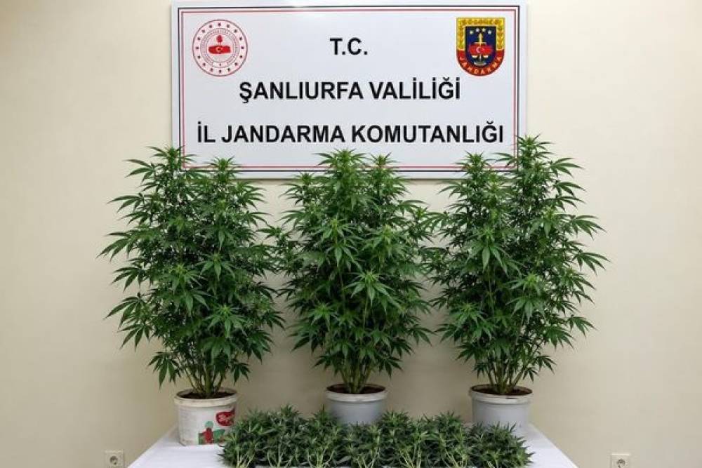 Şanlıurfa&rsquo;da 13 k&ouml;k kenevir ele ge&ccedil;irildi