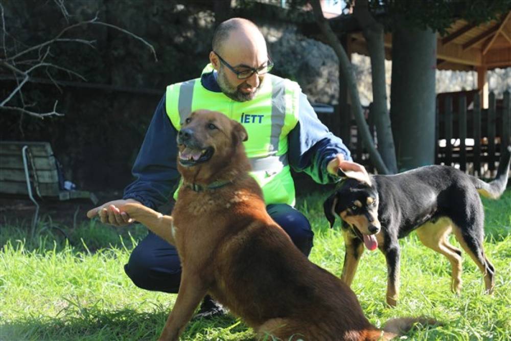 İETT, 4 sokak hayvanını sahiplendi