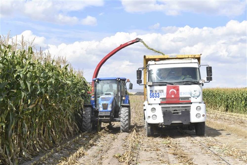 Ankara'da hayvan yetiştiricileri için silajlık mısır hasadı başladı