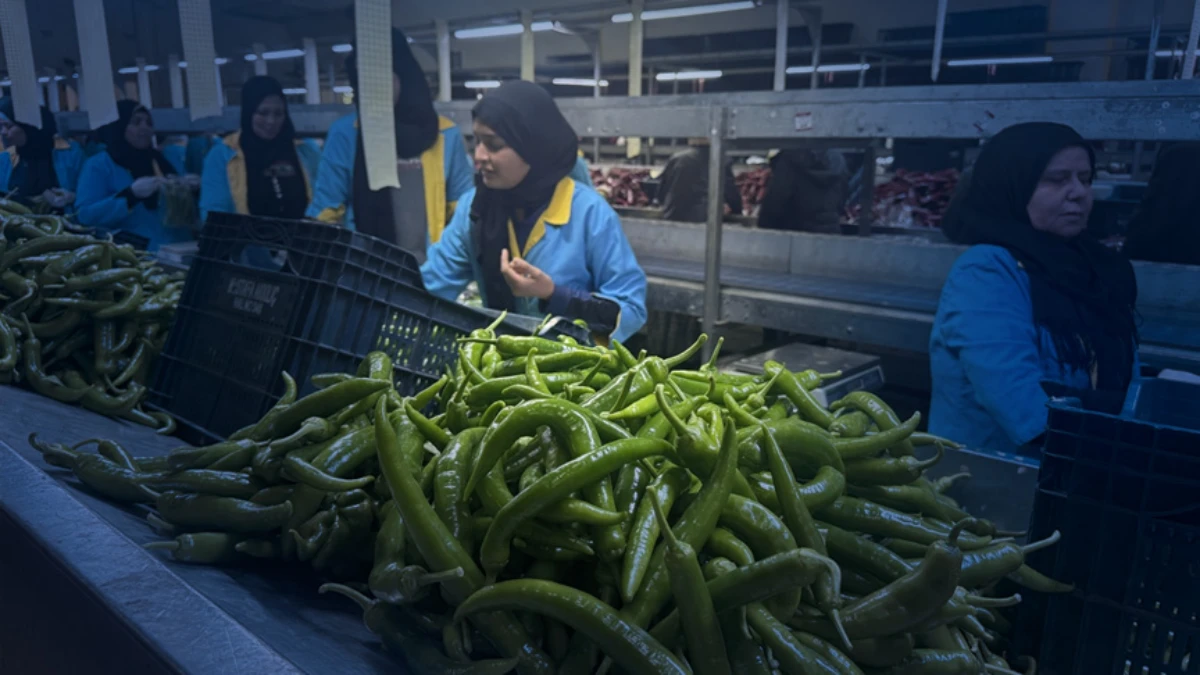 Biberde Almanya ve Romanya ana pazar oldu! İhracatın y&uuml;zde 74'&uuml; Batı Akdeniz'den
