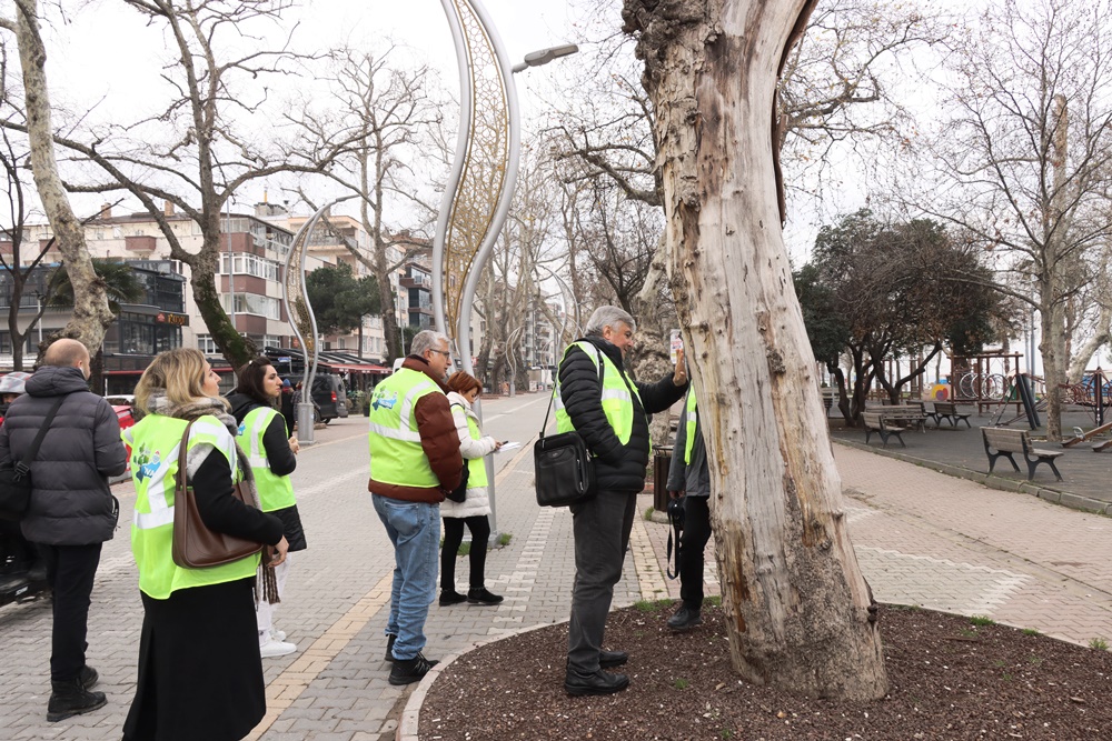 Yalova'da 'Anıt Ağaçlar' incelendi