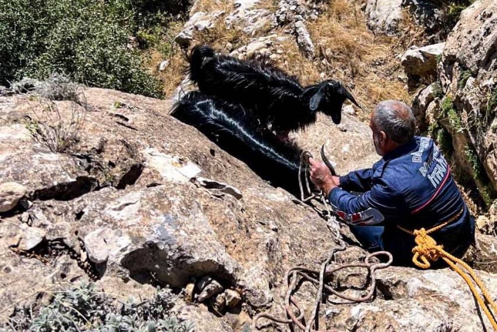 İtfaiye ekipleri, dağda mahsur kalan keçileri kurtarıp sahiplerine teslim etti