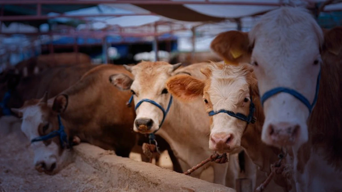 Kurban satış ve kesim yerleri i&ccedil;in yeni kurallar: Tedbirler artırıldı