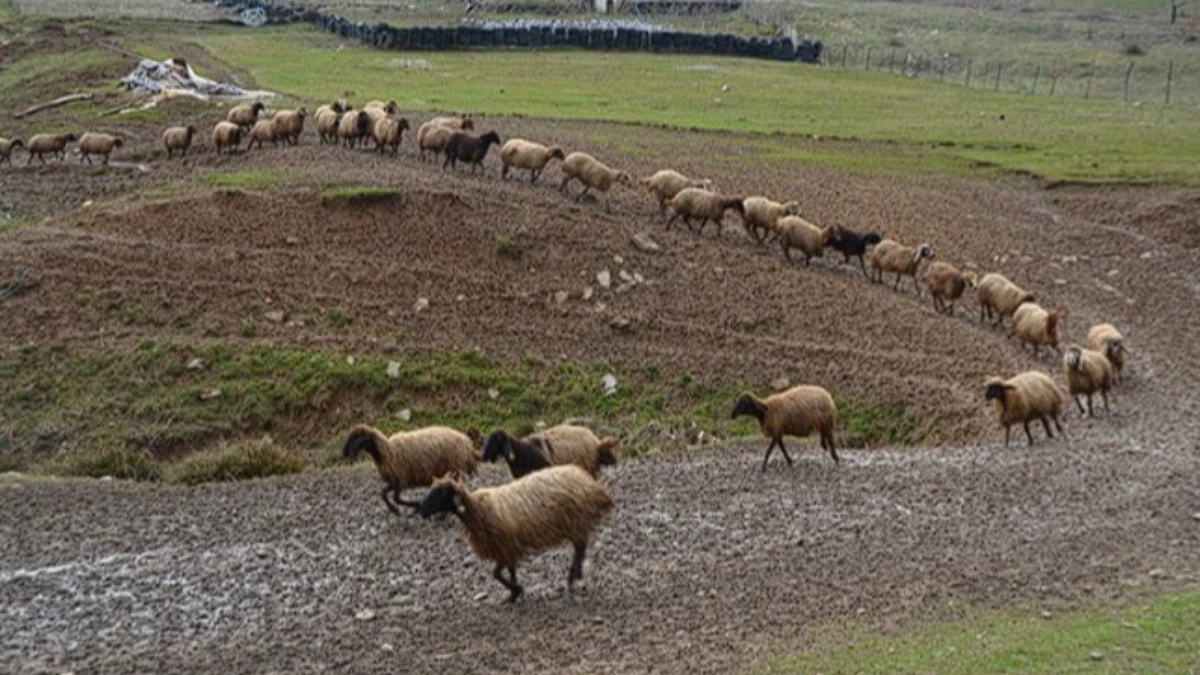 Besicilerin zorlu kış mesaisi: Hayvanlar i&ccedil;in yoğun bakım
